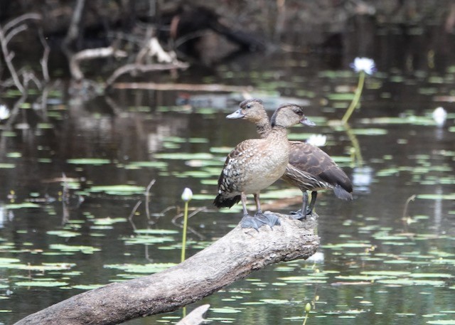 Spotted Whistling-Duck - ML471682861