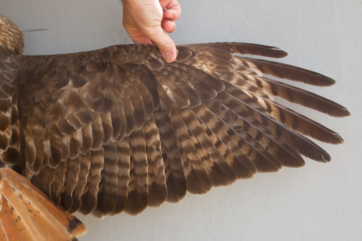 Red-tailed Hawk (abieticola) - ML471683241