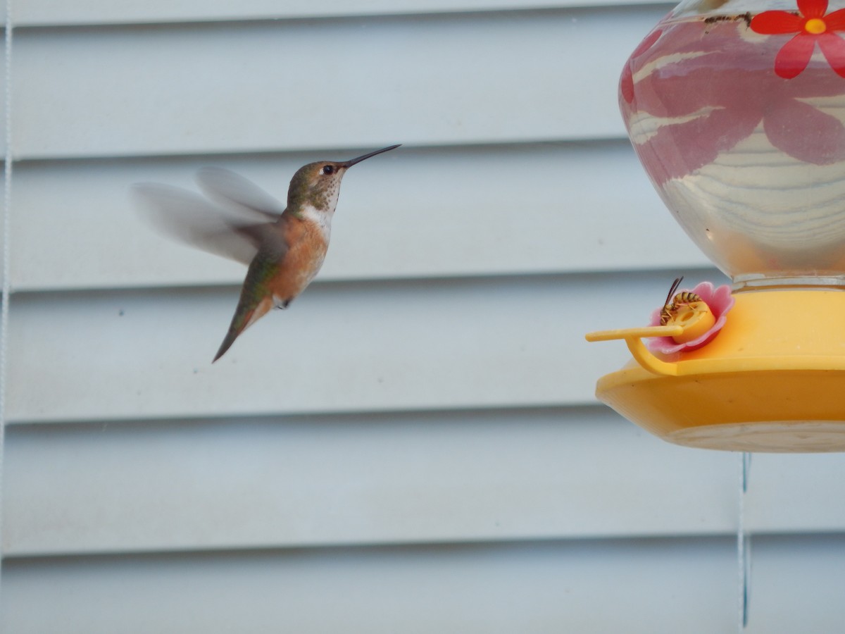 Rufous Hummingbird - ML471685121