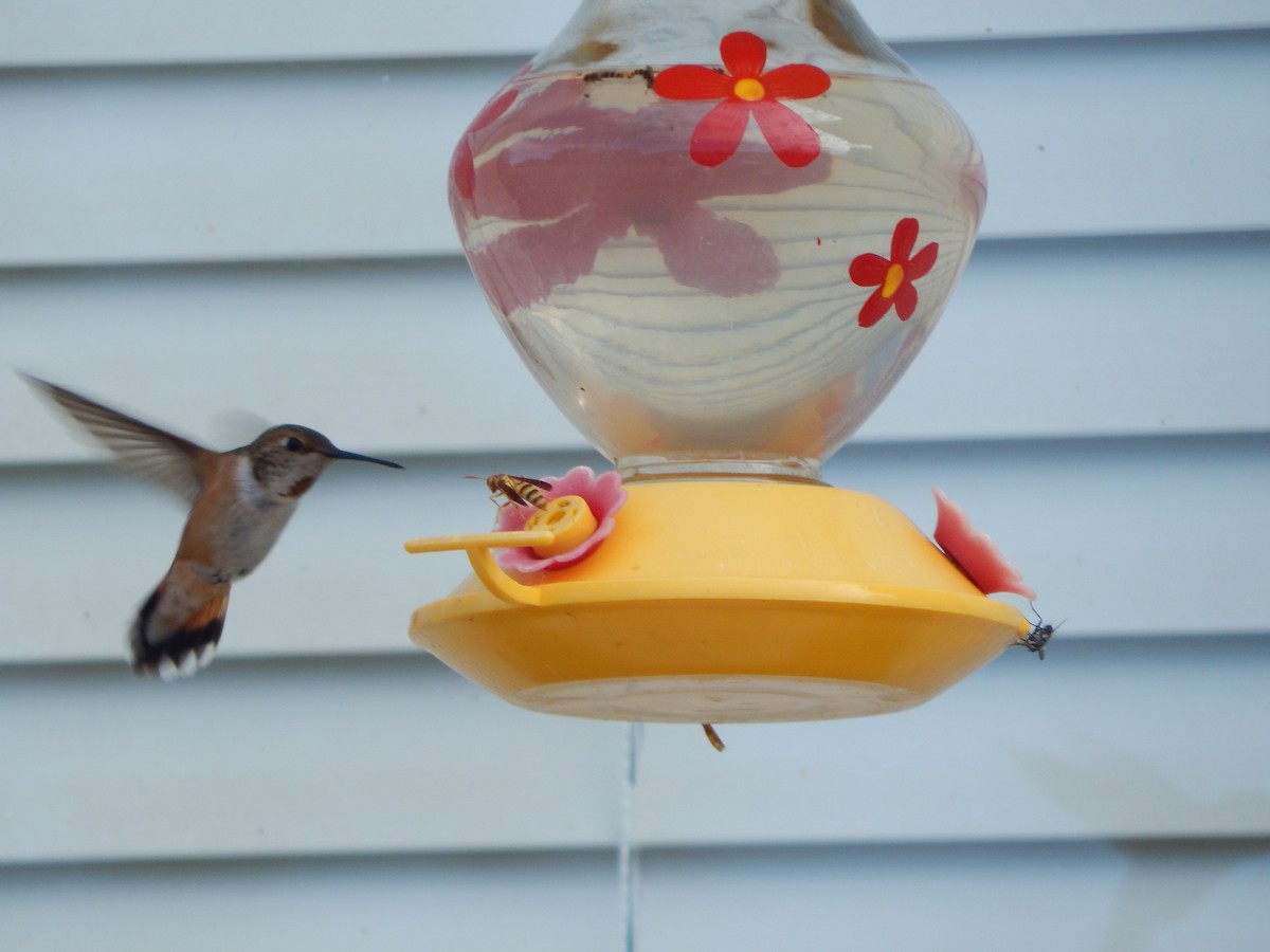 Rufous Hummingbird - ML471685361