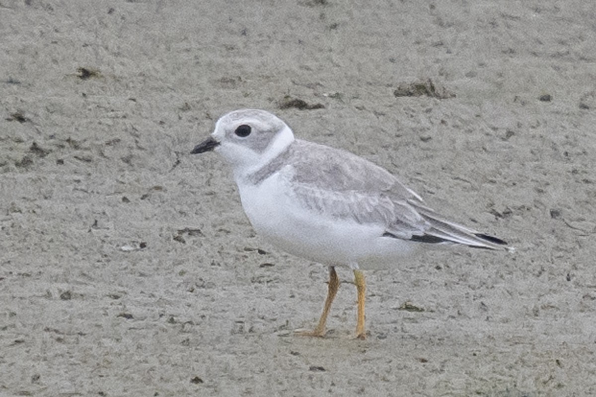 Piping Plover - ML471687351
