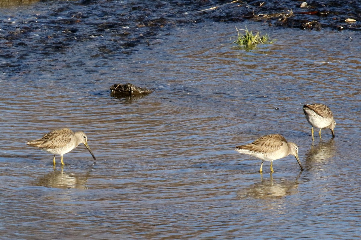 Long-billed Dowitcher - ML47168811
