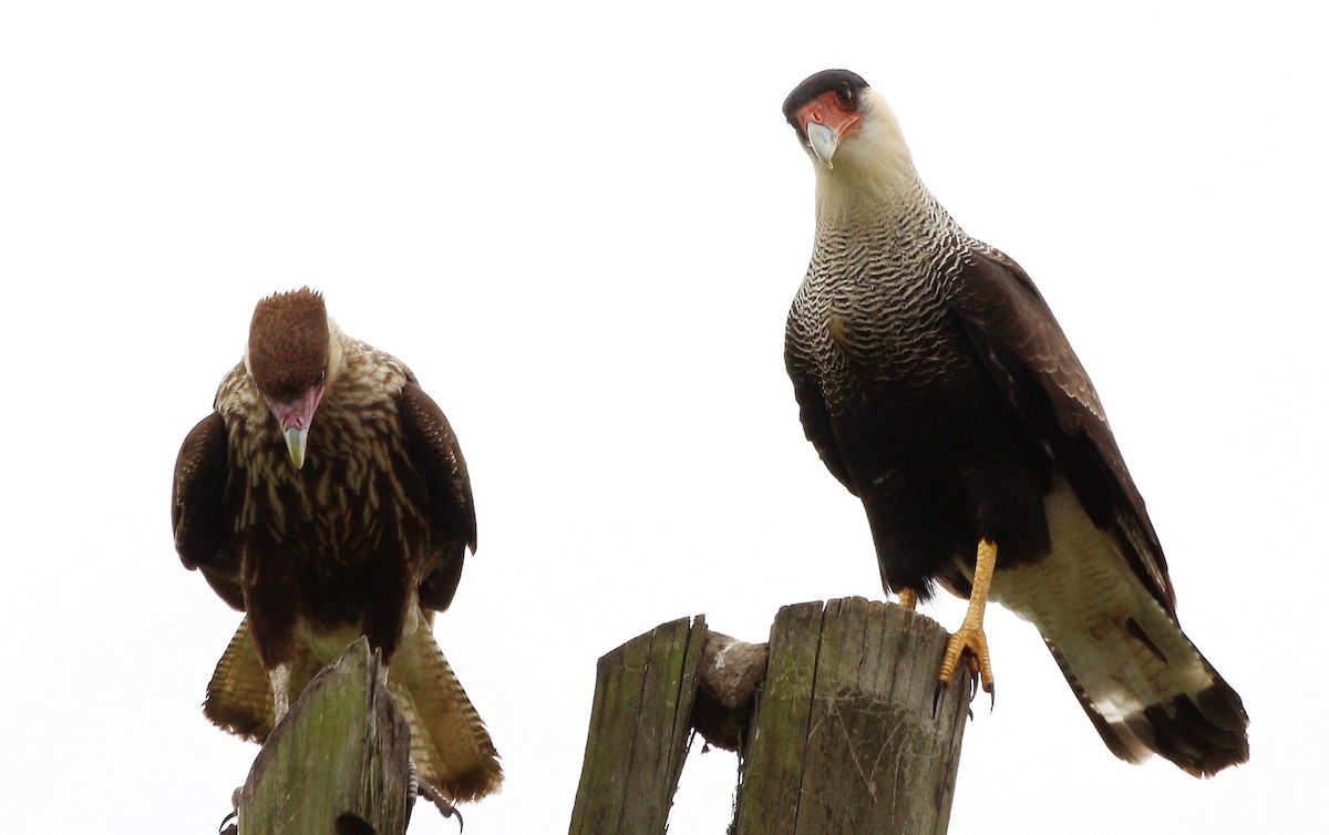Crested Caracara (Southern) - ML47169091
