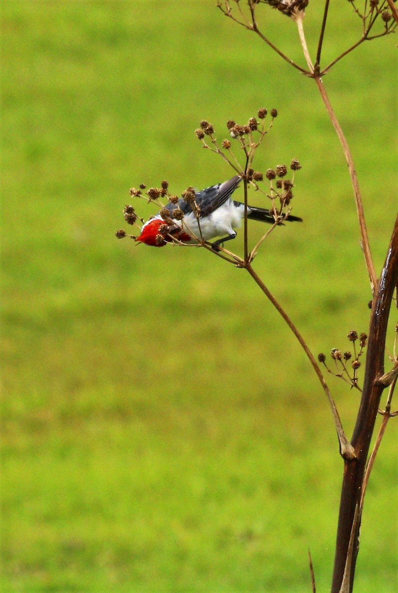 Red-crested Cardinal - ML47169211