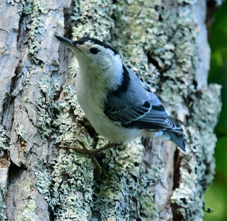 White-breasted Nuthatch - ML471696391