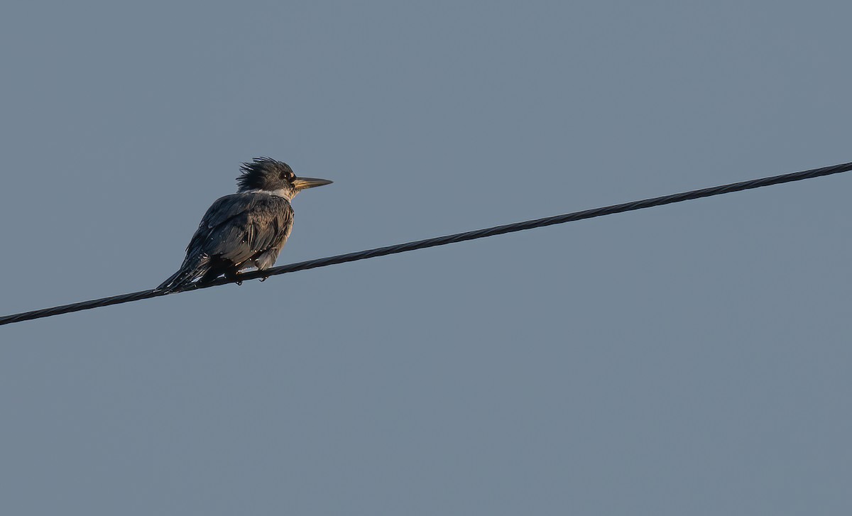 Belted Kingfisher - ML471696961