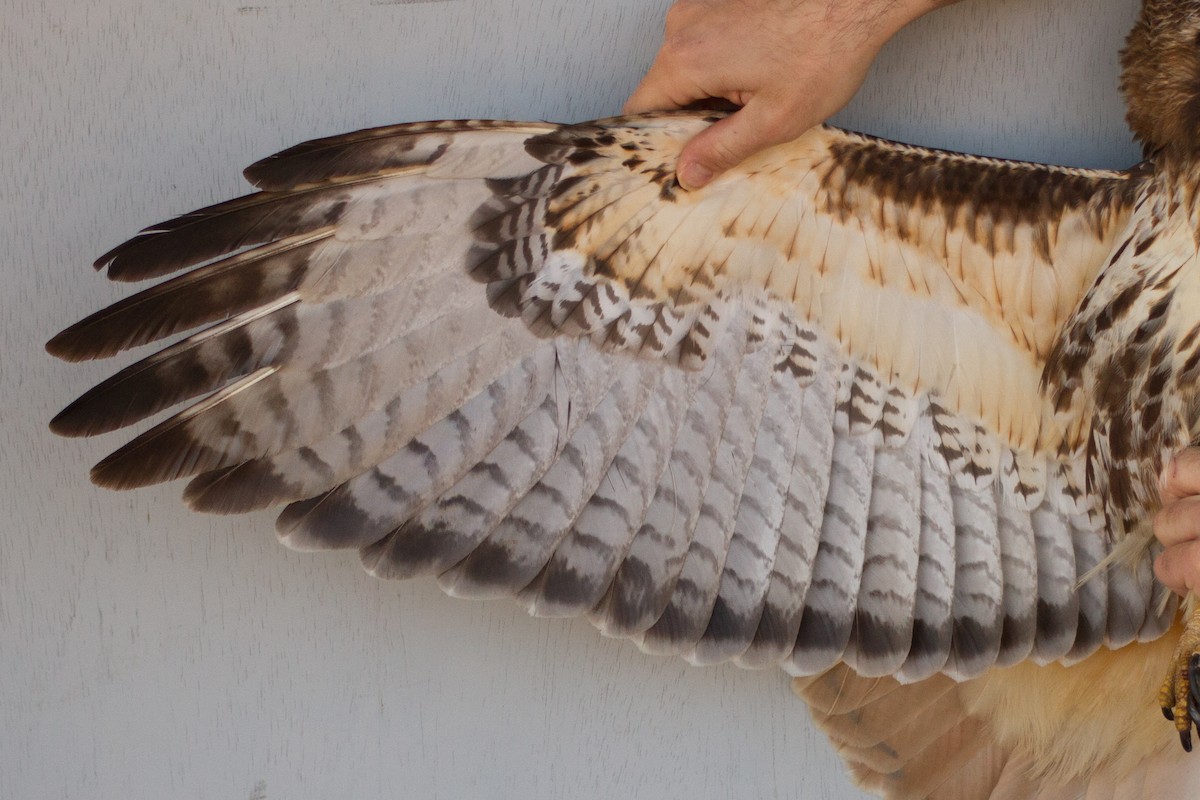 Red-tailed Hawk (abieticola) - ML471698131