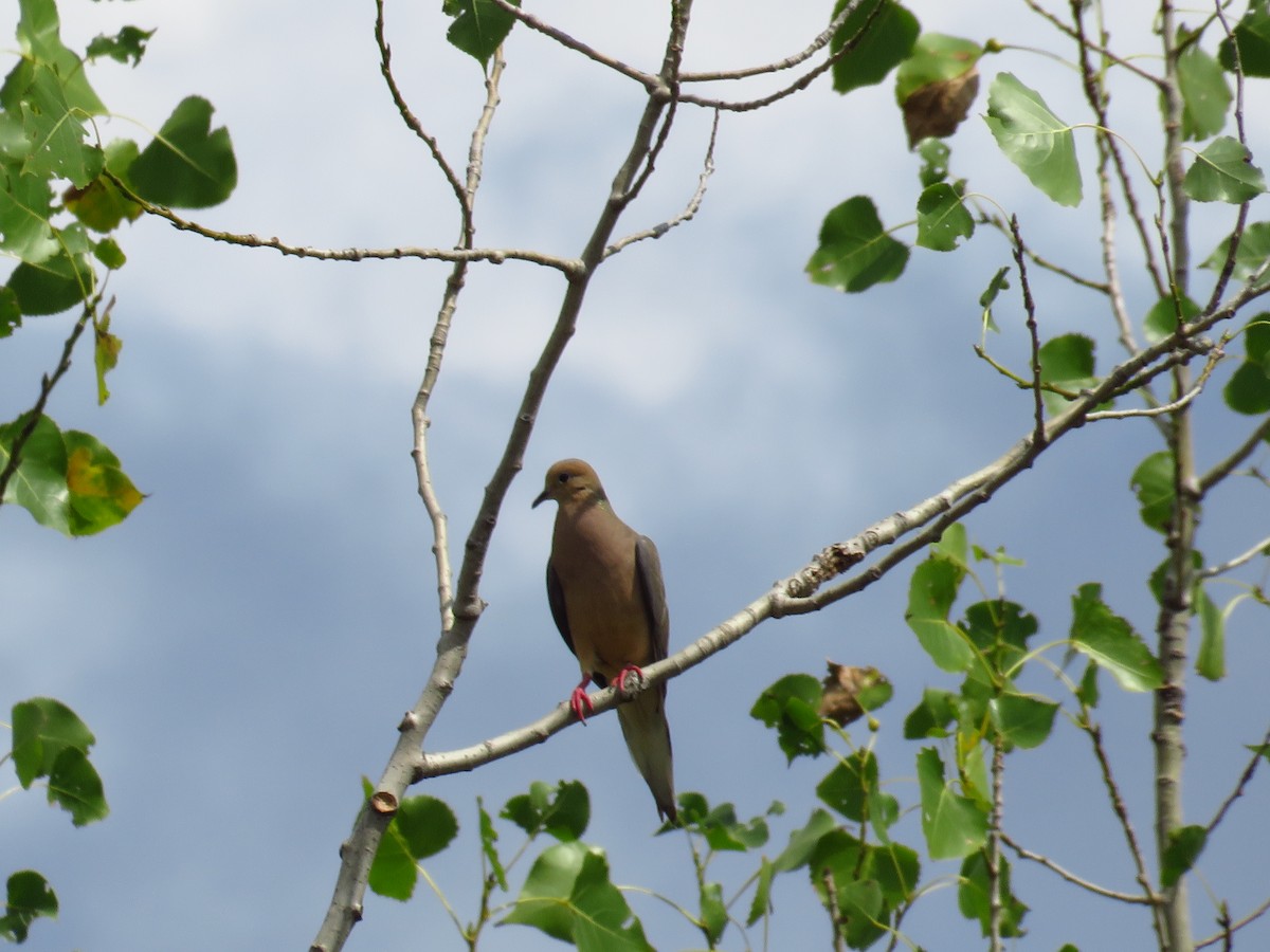 eBird Checklist 31 Jul 2022 Stakeout Painted Bunting, Missouri Blvd