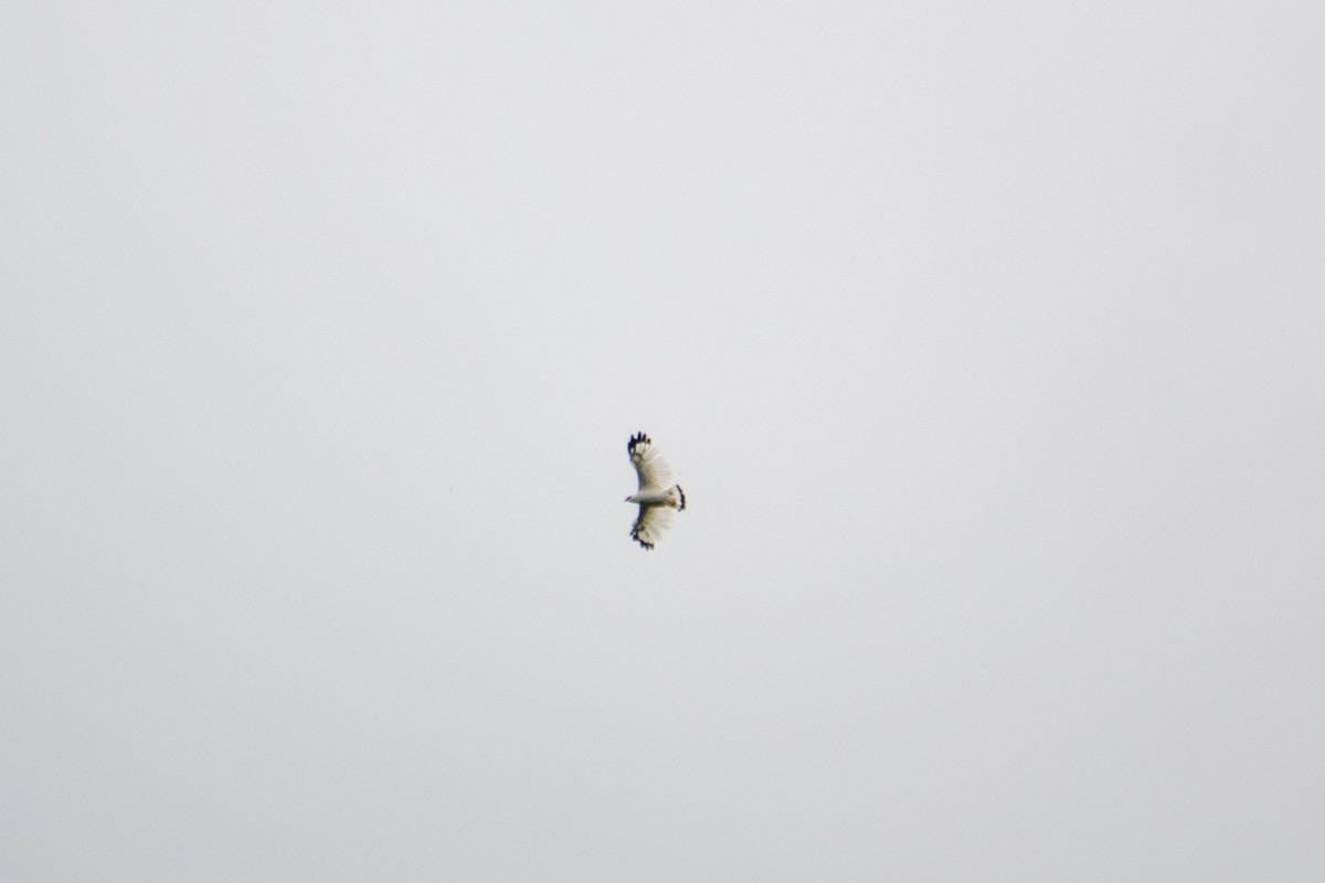 White Hawk (Snowy) - ML471710671