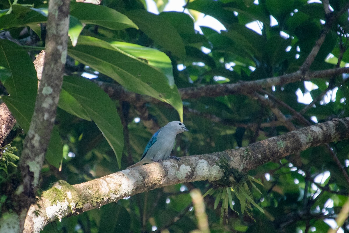 Blue-gray Tanager (Blue-gray) - ML471710871