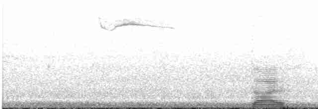 Kısa Kuyruklu Ormanyıldızı - ML471712531