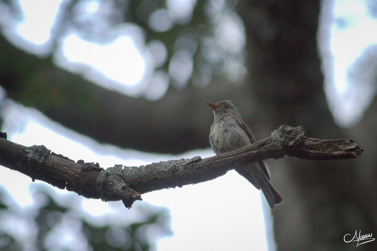 Greater Pewee - ML471717521