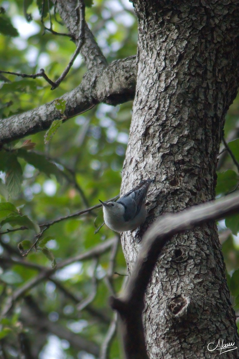 White-breasted Nuthatch - ML471717531