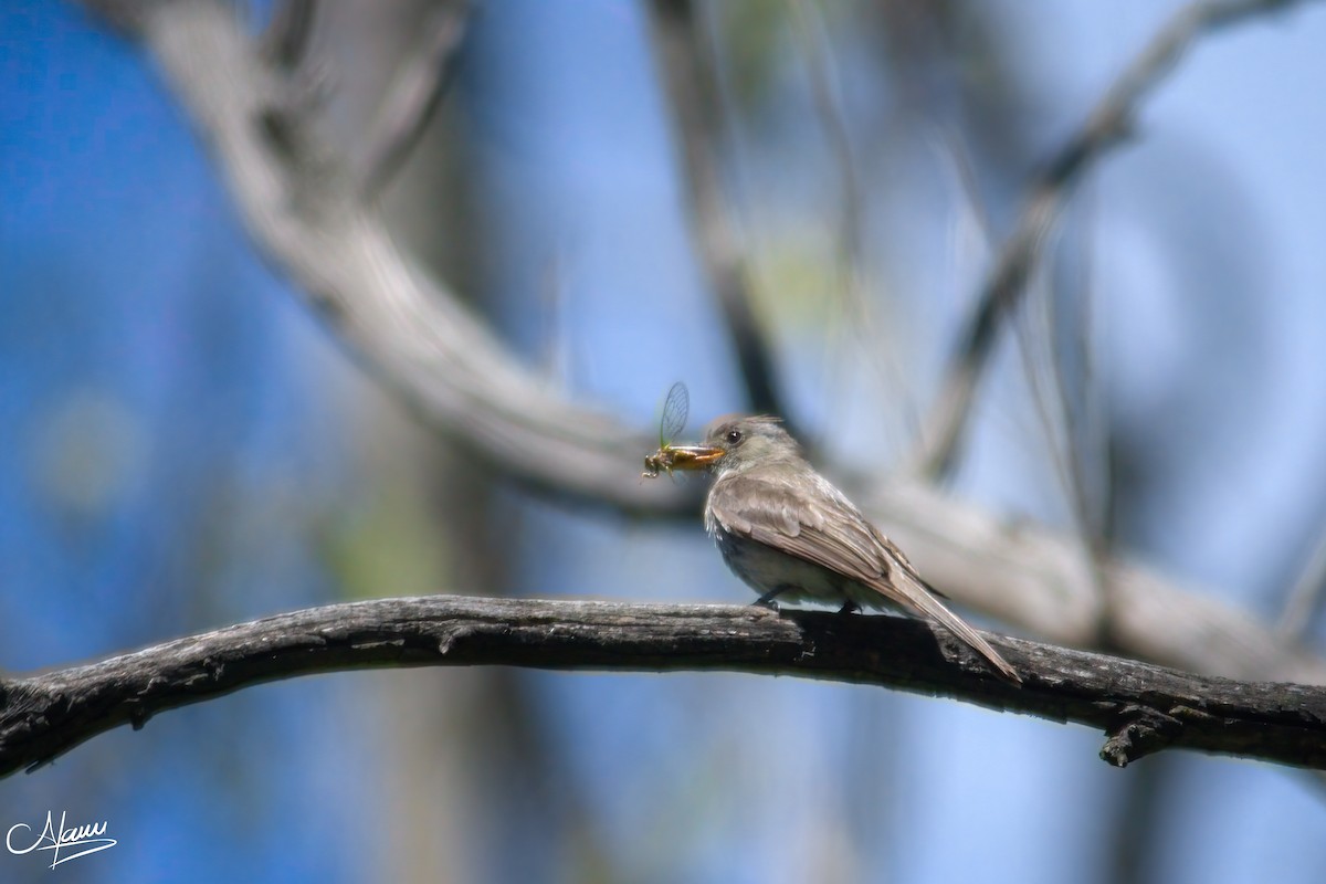 Greater Pewee - ML471717561