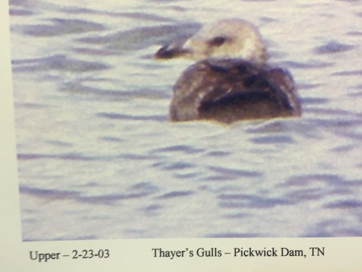 Iceland Gull (Thayer's) - Jeff R. Wilson