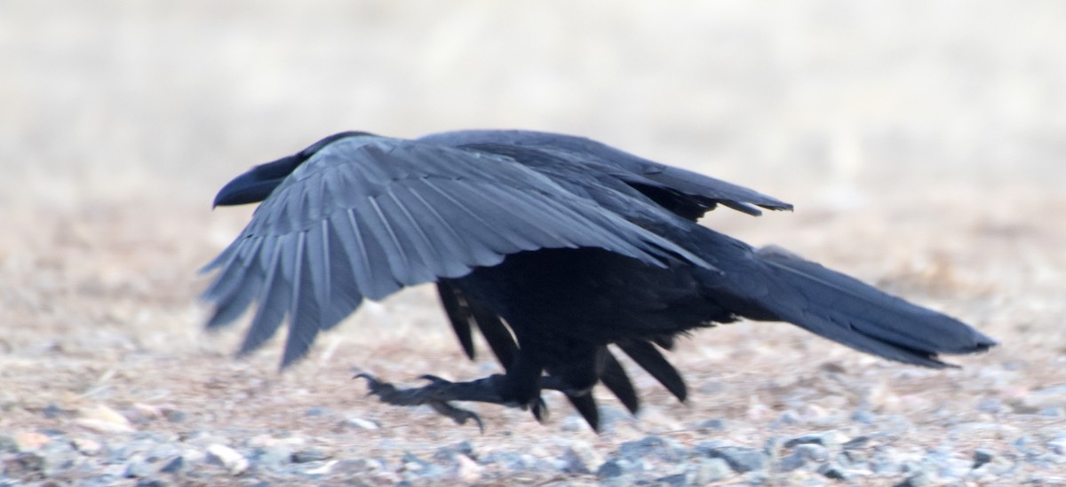 Common Raven - ML47172561