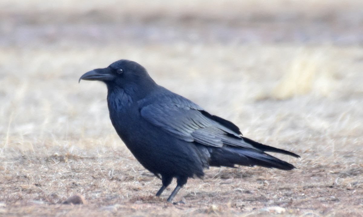 Common Raven - ML47172571
