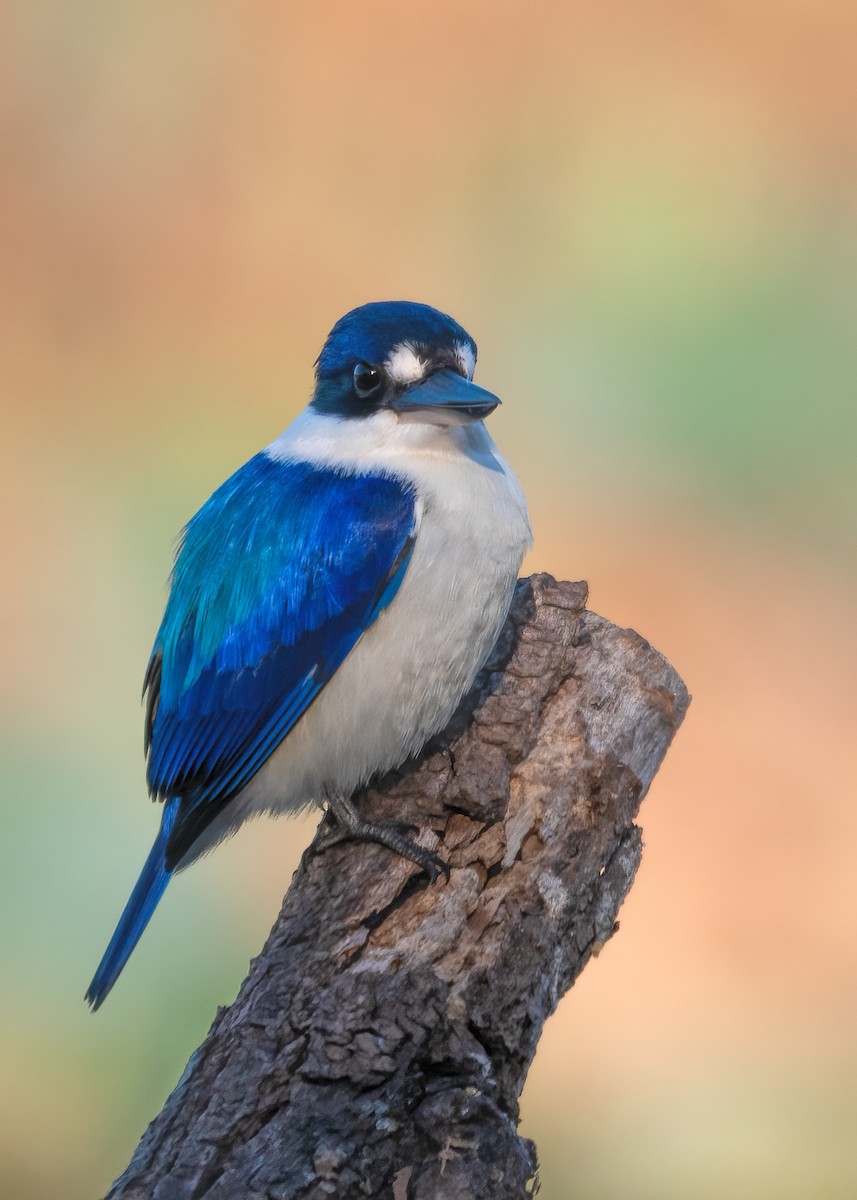 Forest Kingfisher - ML471729751