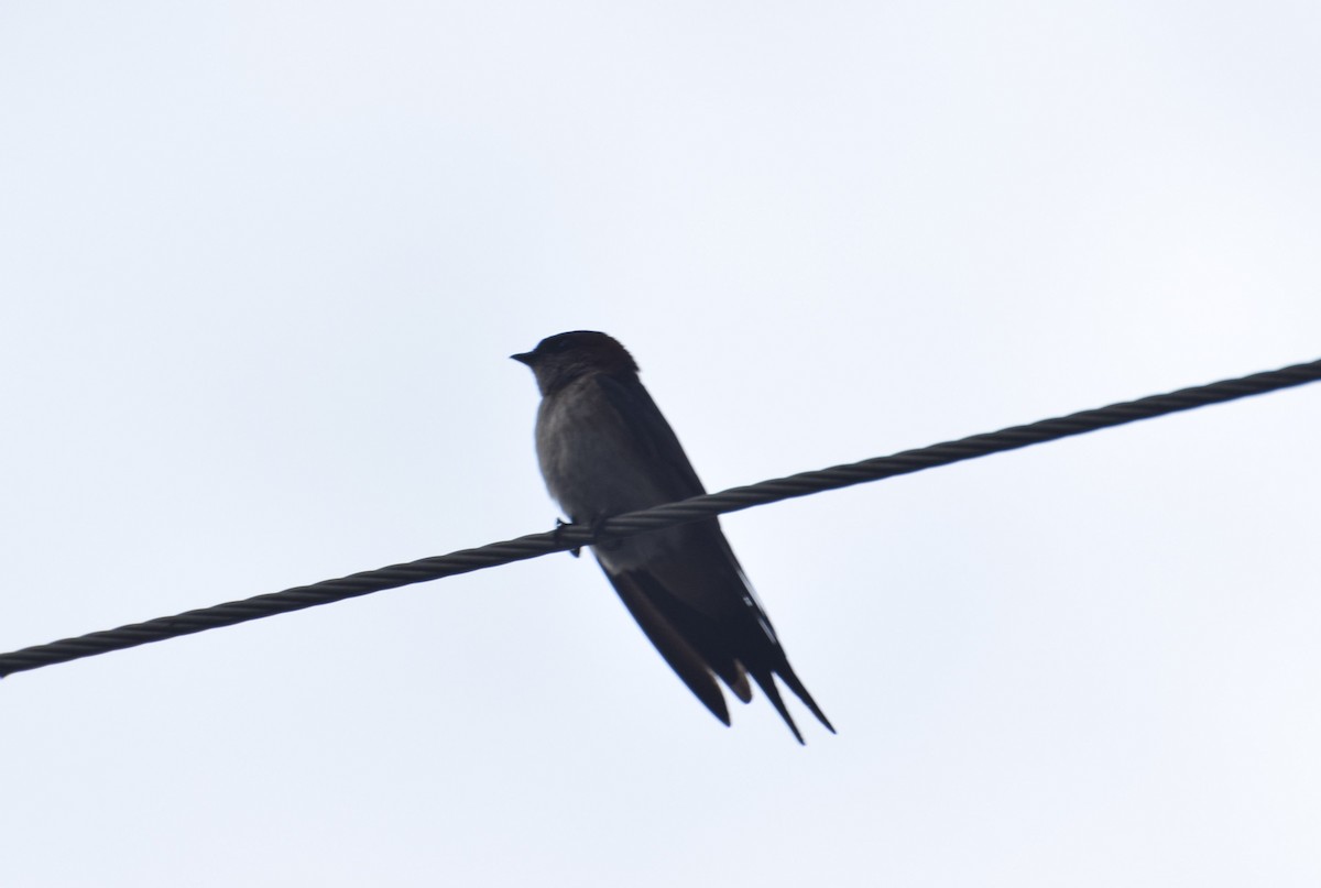 Red-rumped Swallow - ML471732001
