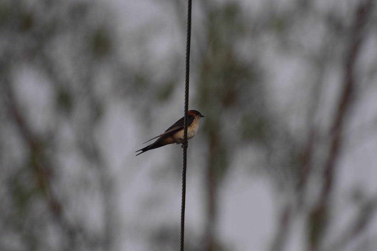 Red-rumped Swallow - ML471732391