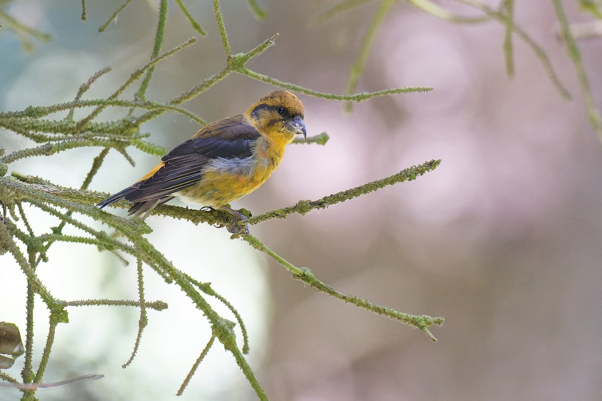 Red Crossbill (Himalayan) - ML471733531