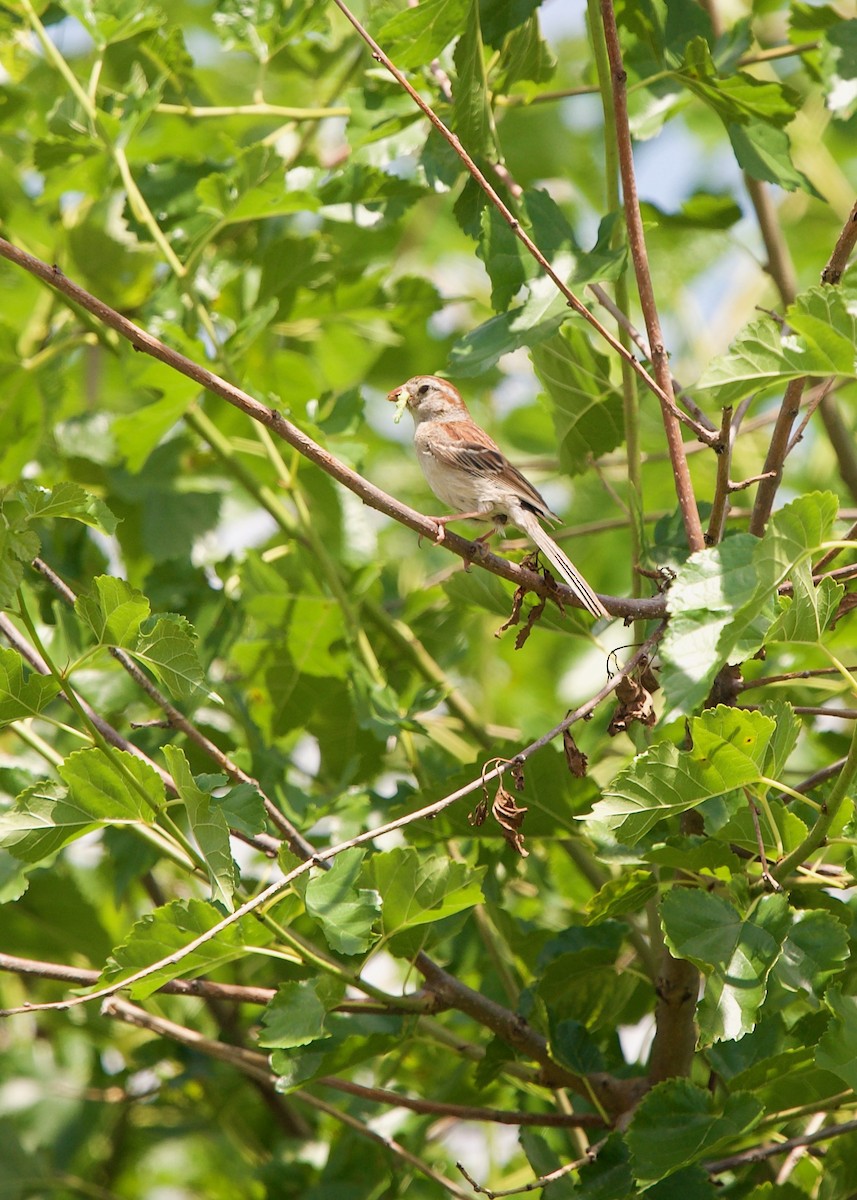 Field Sparrow - ML471738251
