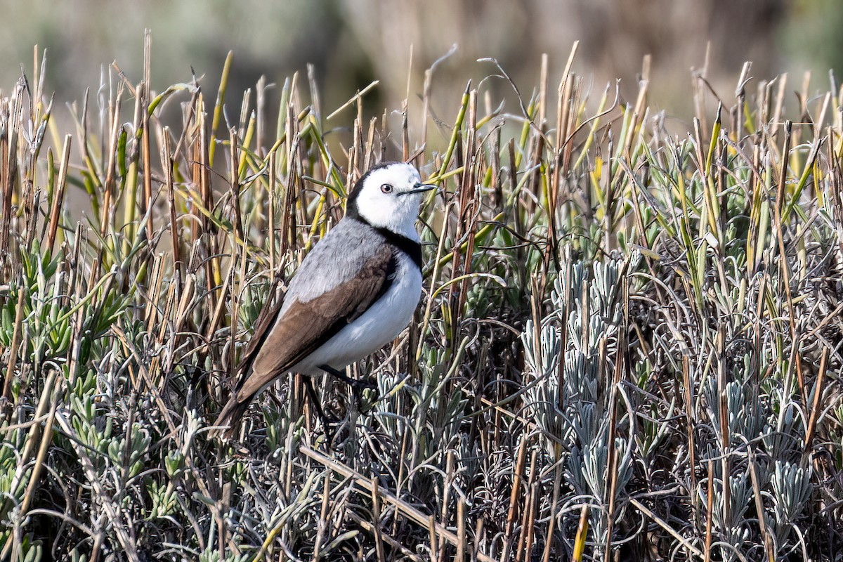 White-fronted Chat - ML471740331