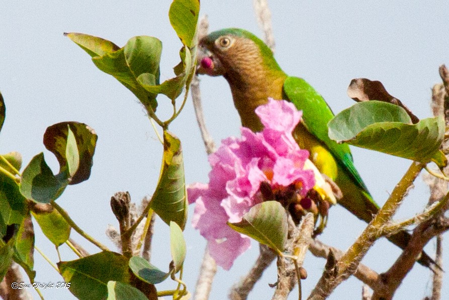 Brown-throated Parakeet (Brown-throated) - Sue Wright