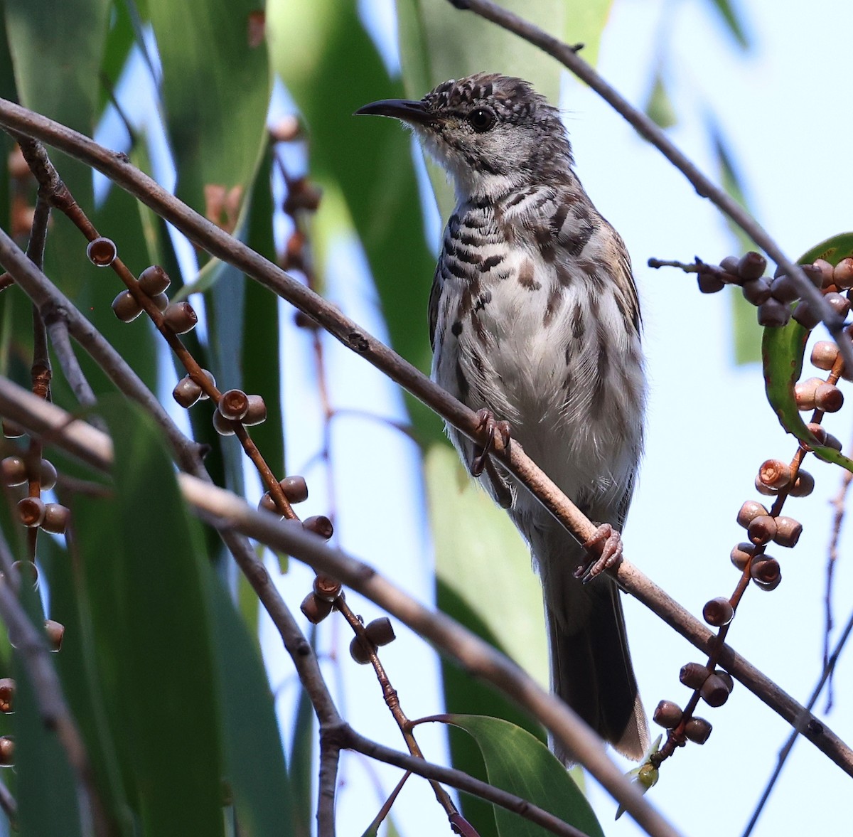 Bar-breasted Honeyeater - Andy Gee