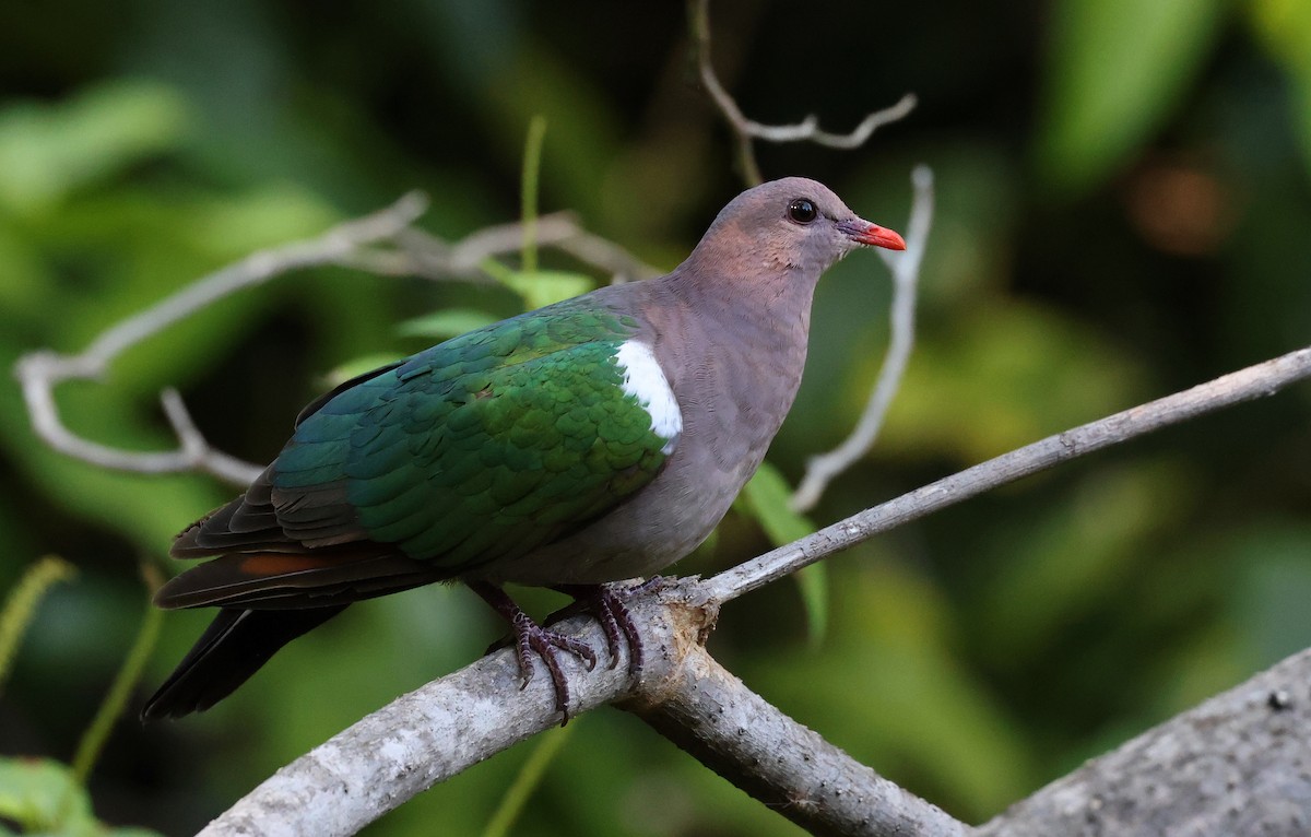 Pacific Emerald Dove - Andy Gee