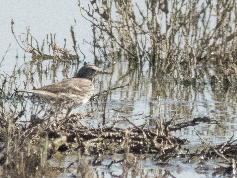 Water Pipit - ML47174831