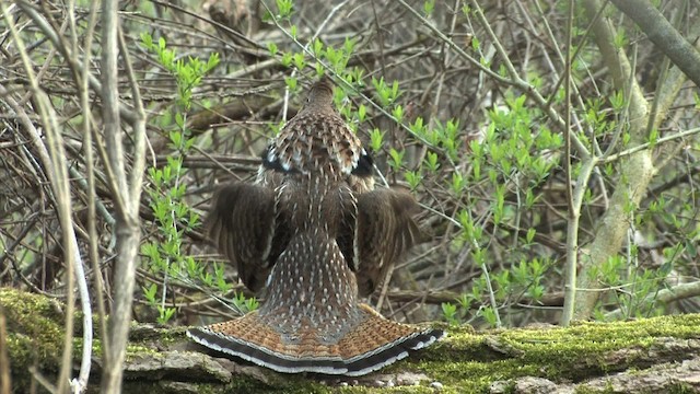 Yakalı Orman Tavuğu - ML471750