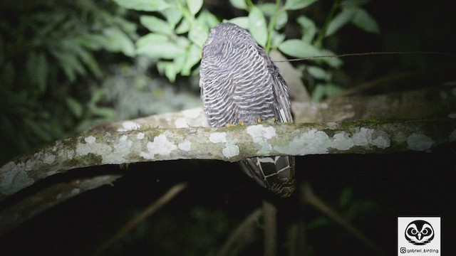 Black-banded Owl - ML471751131