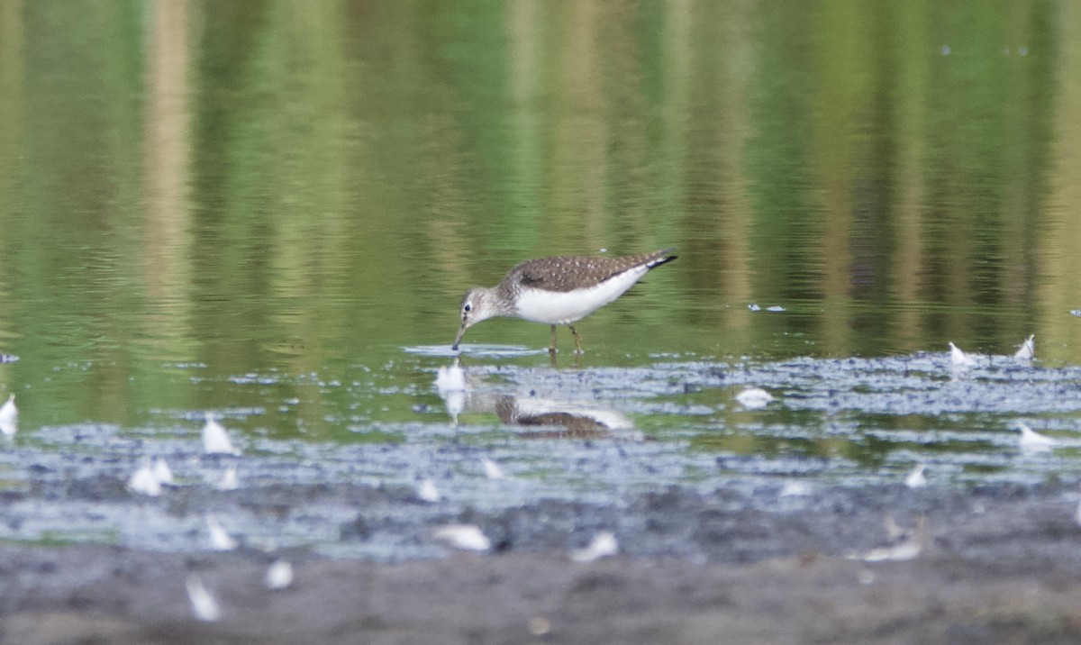 Solitary Sandpiper - lawrence connolly