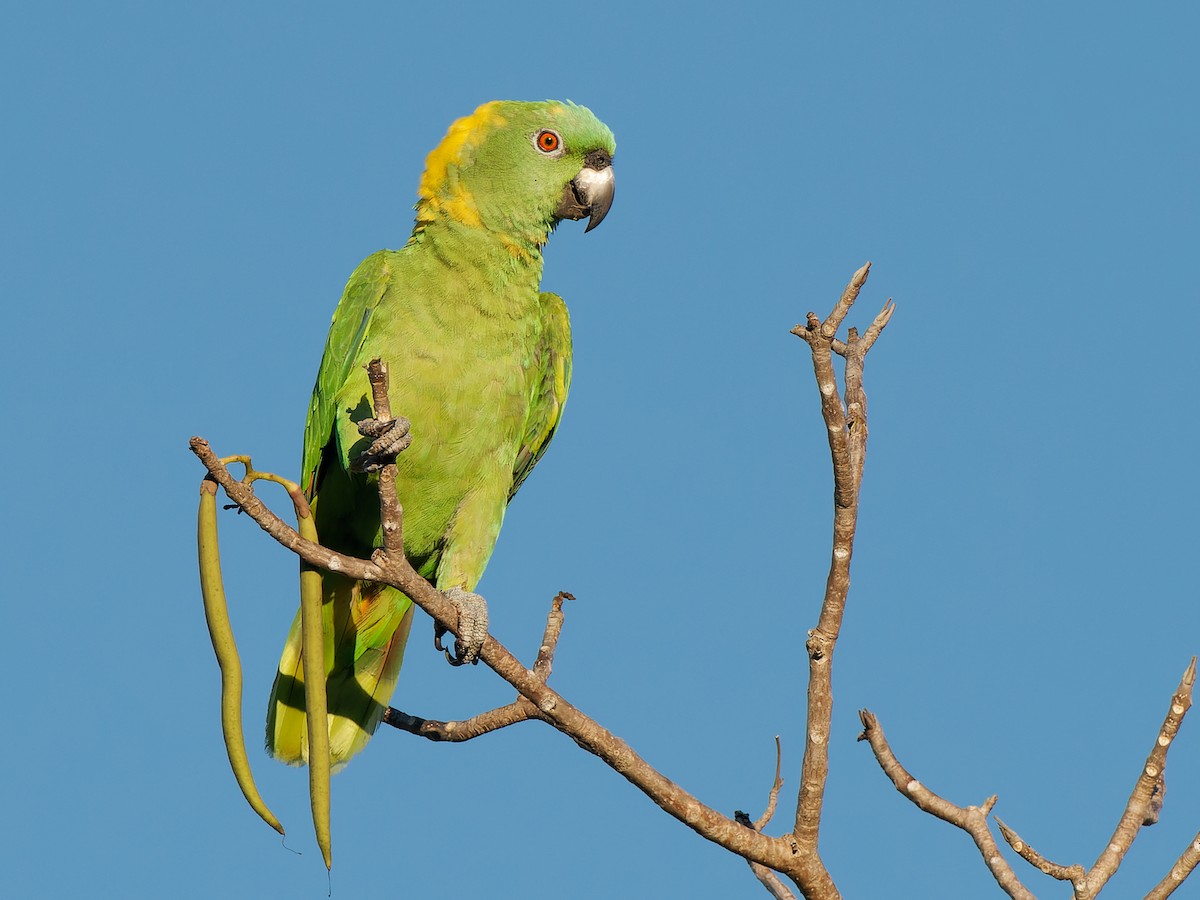 Yellow-naped Parrot - ML471760471