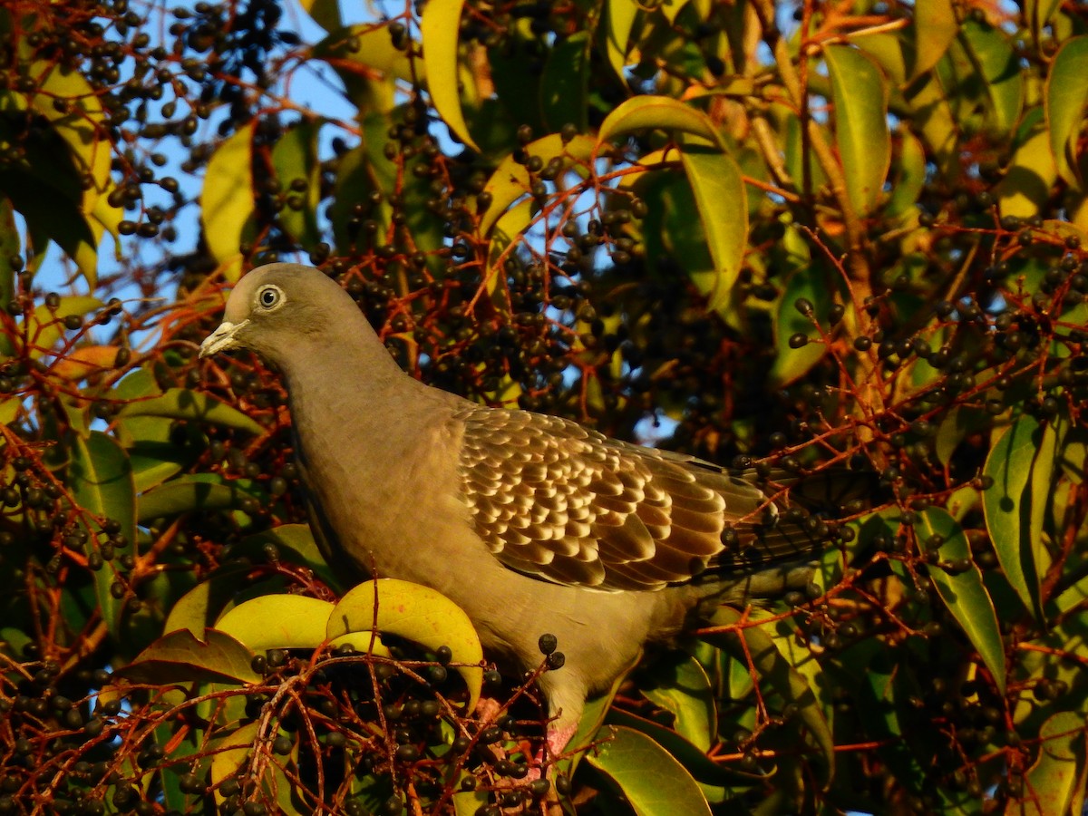 Spot-winged Pigeon - ML471763661