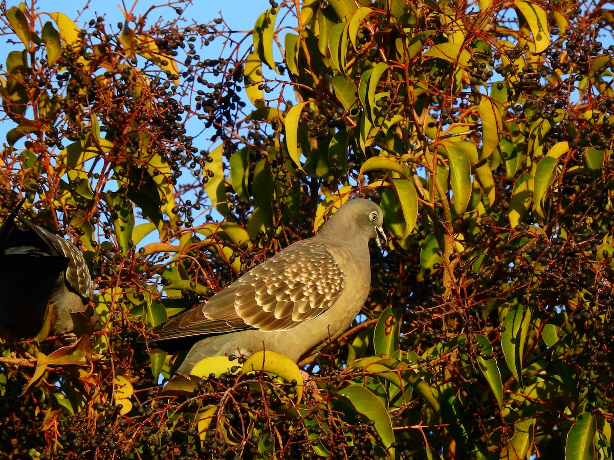 Spot-winged Pigeon - ML471763681
