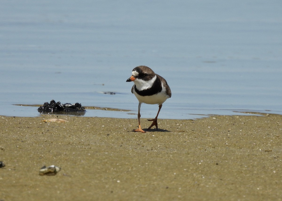 Semipalmated Plover - ML471765911