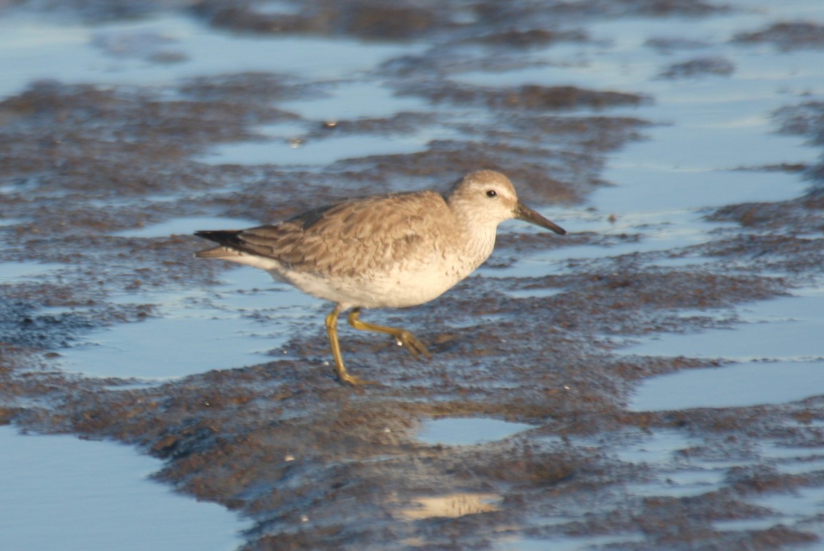 Red Knot - ML471768781