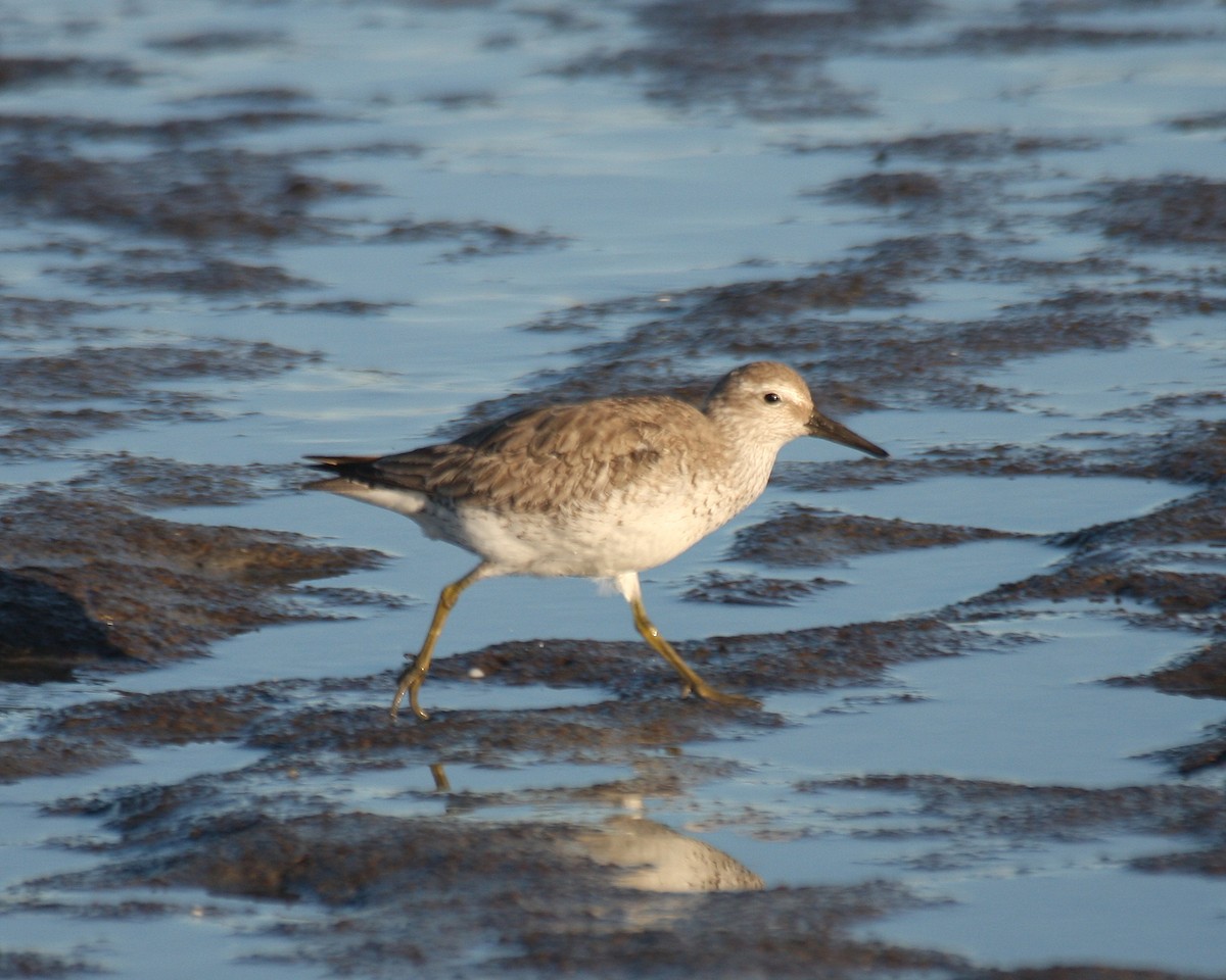 Red Knot - ML471768881