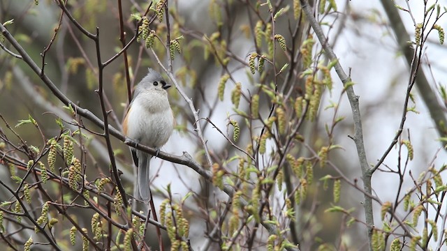  - Tufted Titmouse