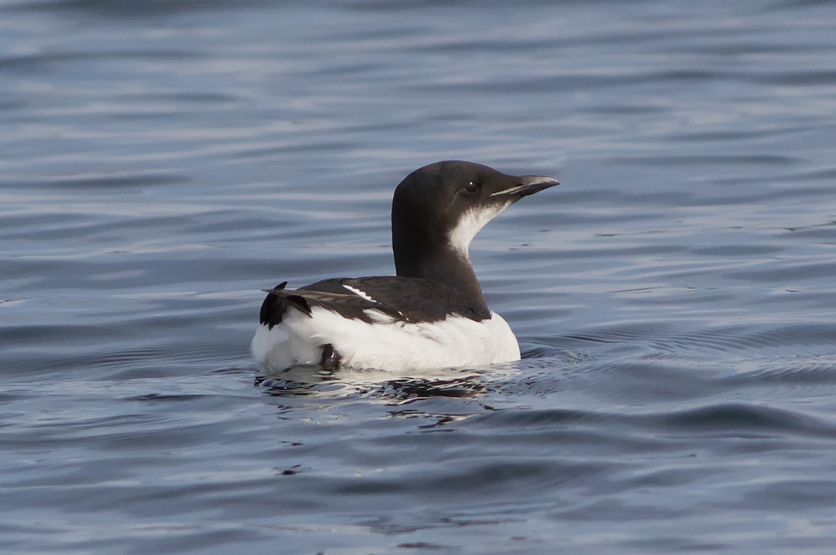 Thick-billed Murre - Chris Peters