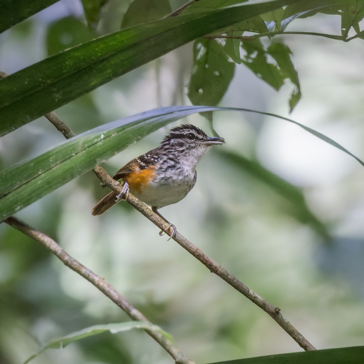 Guianan Warbling-Antbird - David F Smith