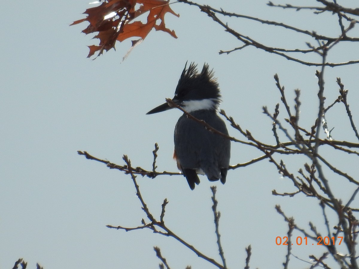 Belted Kingfisher - ML47178631