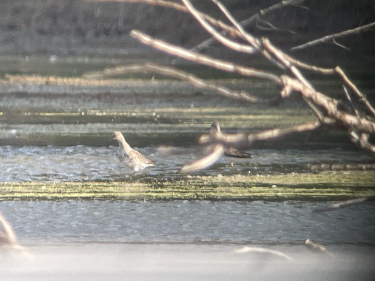 Wisconsin eBird Checklist 1 Aug 2022 Lake KoshkonongVinnie HaHa