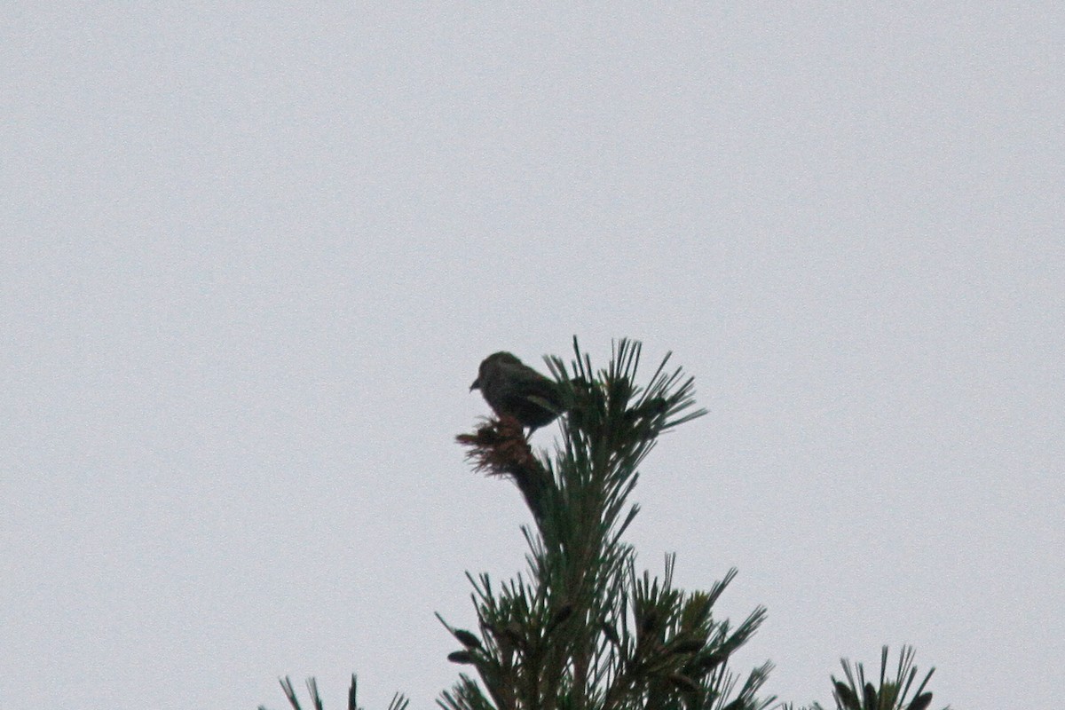 Red Crossbill (Northeastern or type 12) - ML471794091
