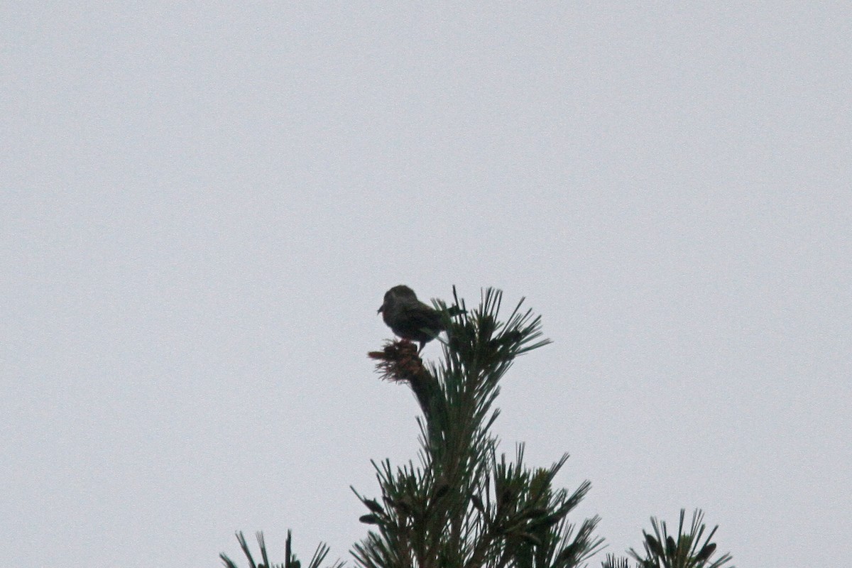 Red Crossbill (Northeastern or type 12) - ML471794101