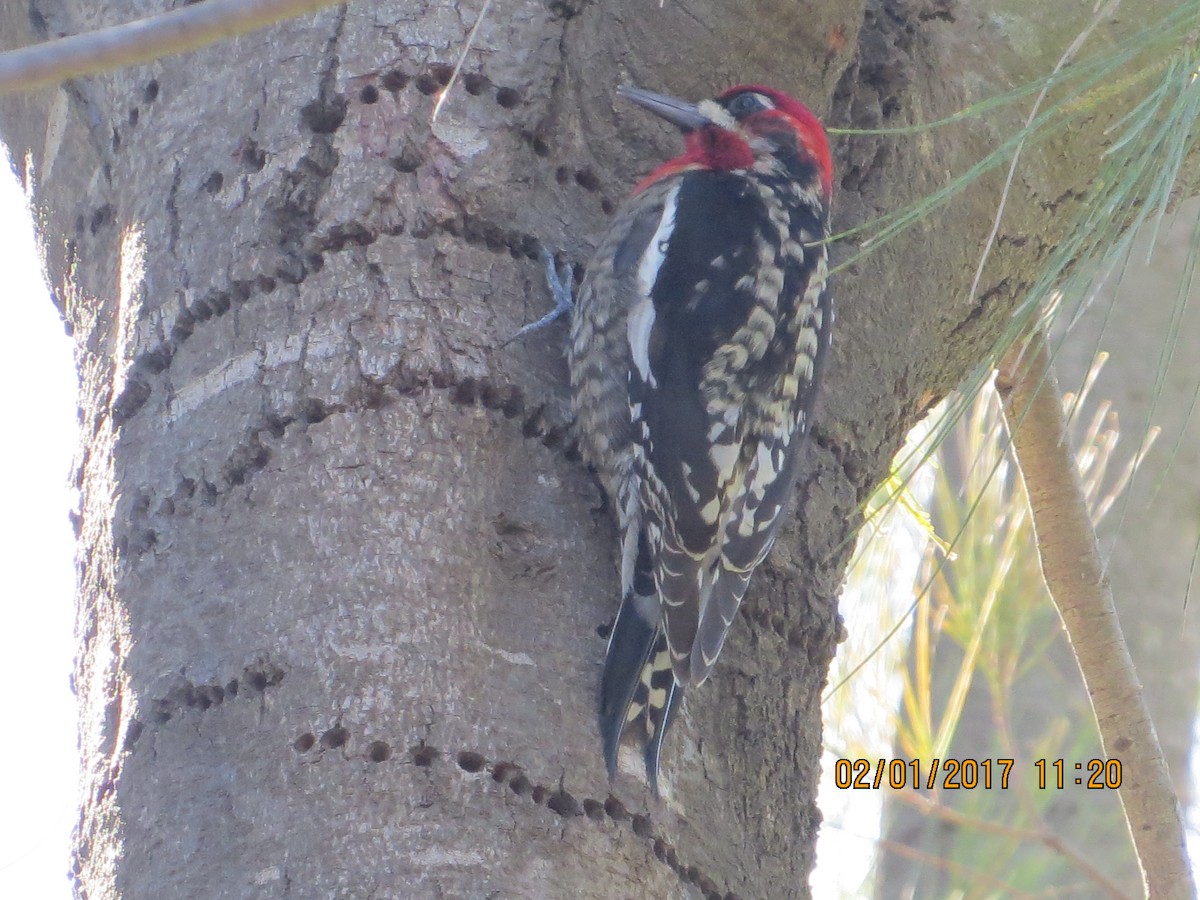 Red-naped/Red-breasted Sapsucker - ML47179721