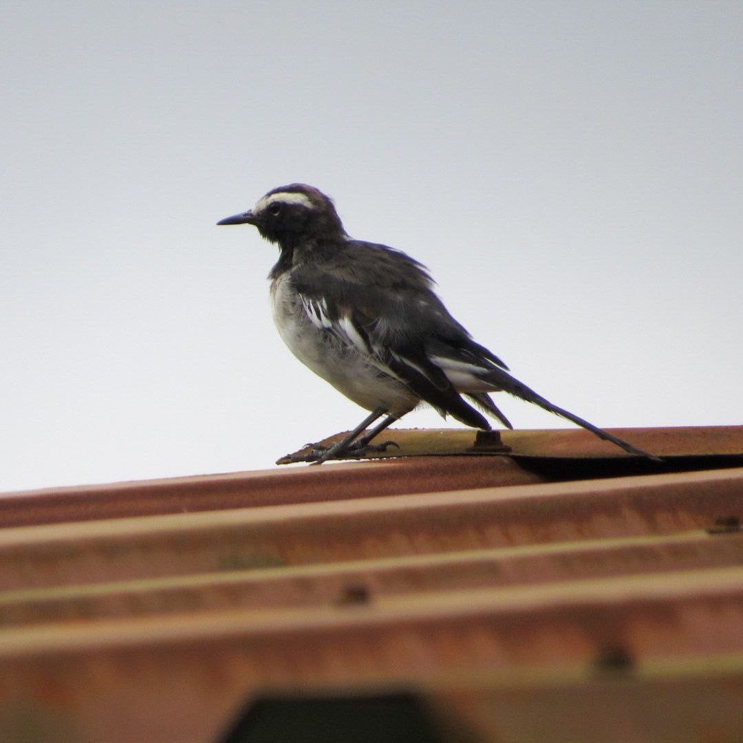 White-browed Wagtail - ML471797471