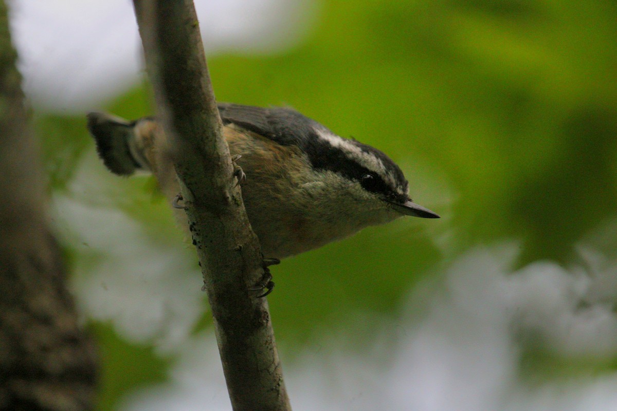 Red-breasted Nuthatch - Atlee Wise